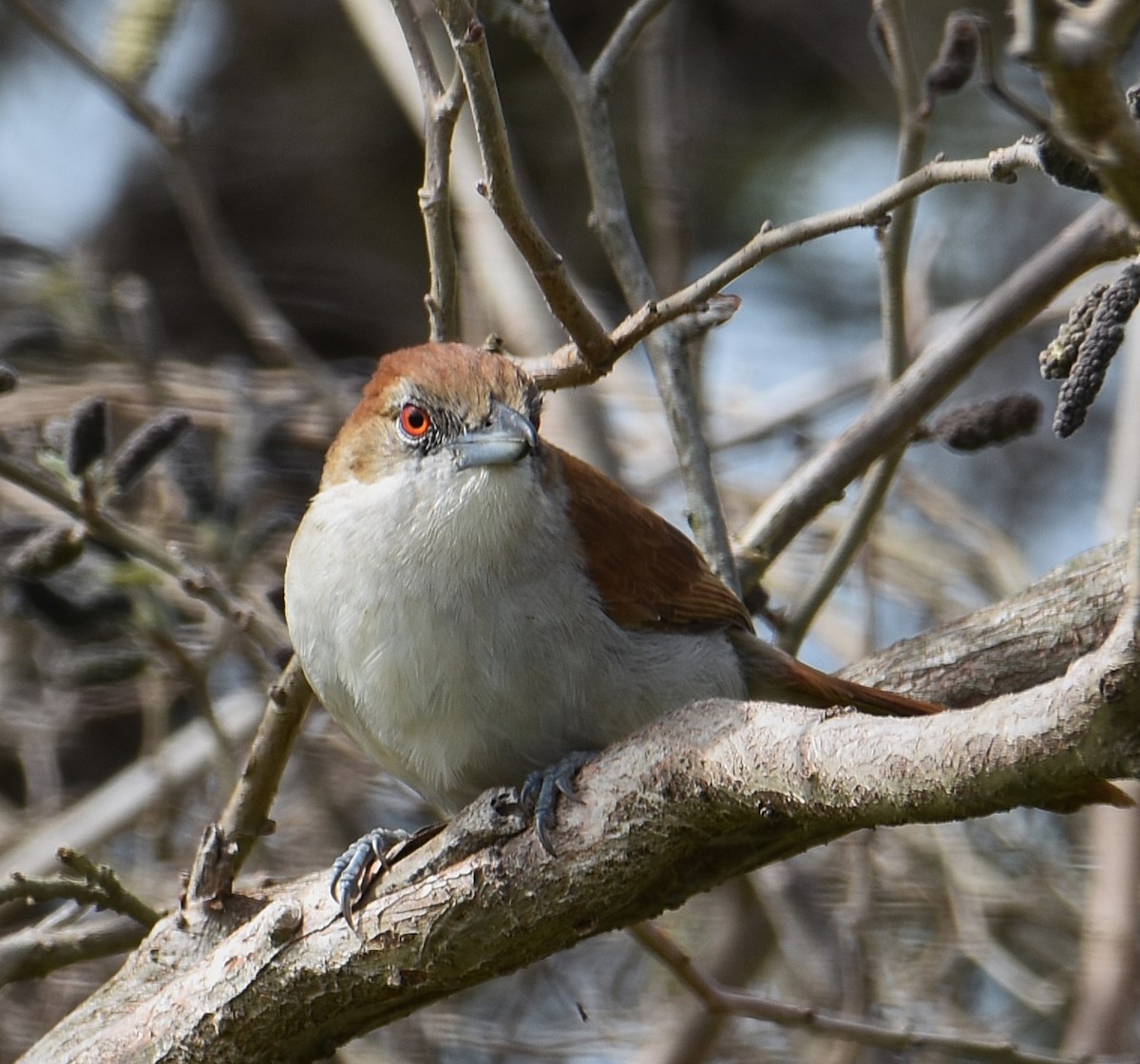 Great Antshrike - ML641882665