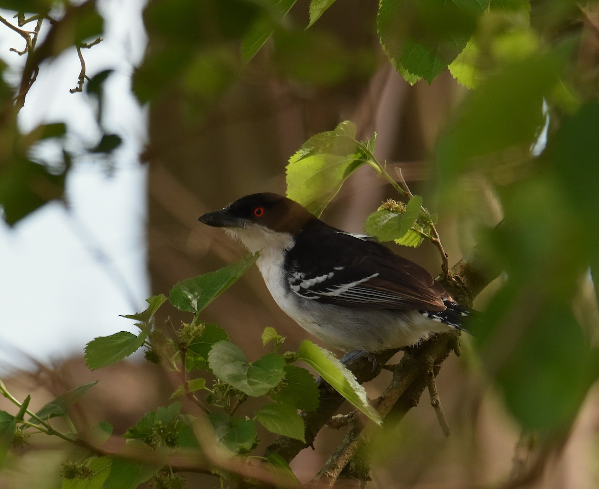 Great Antshrike - ML641882671