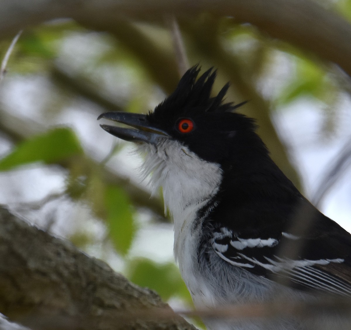 Great Antshrike - ML641882680