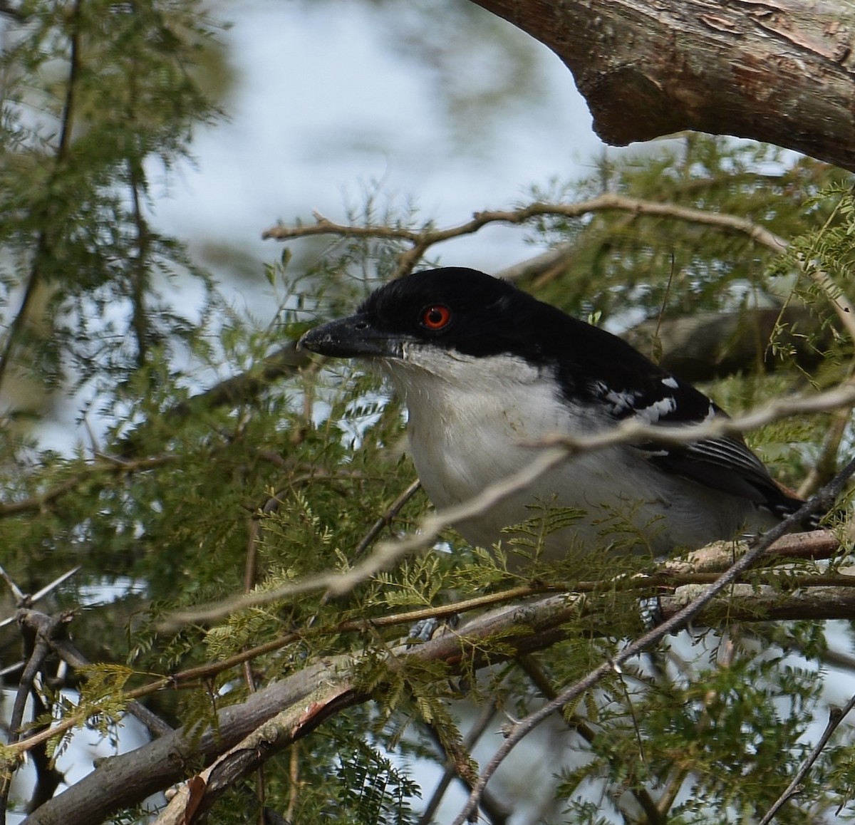Great Antshrike - ML641882688