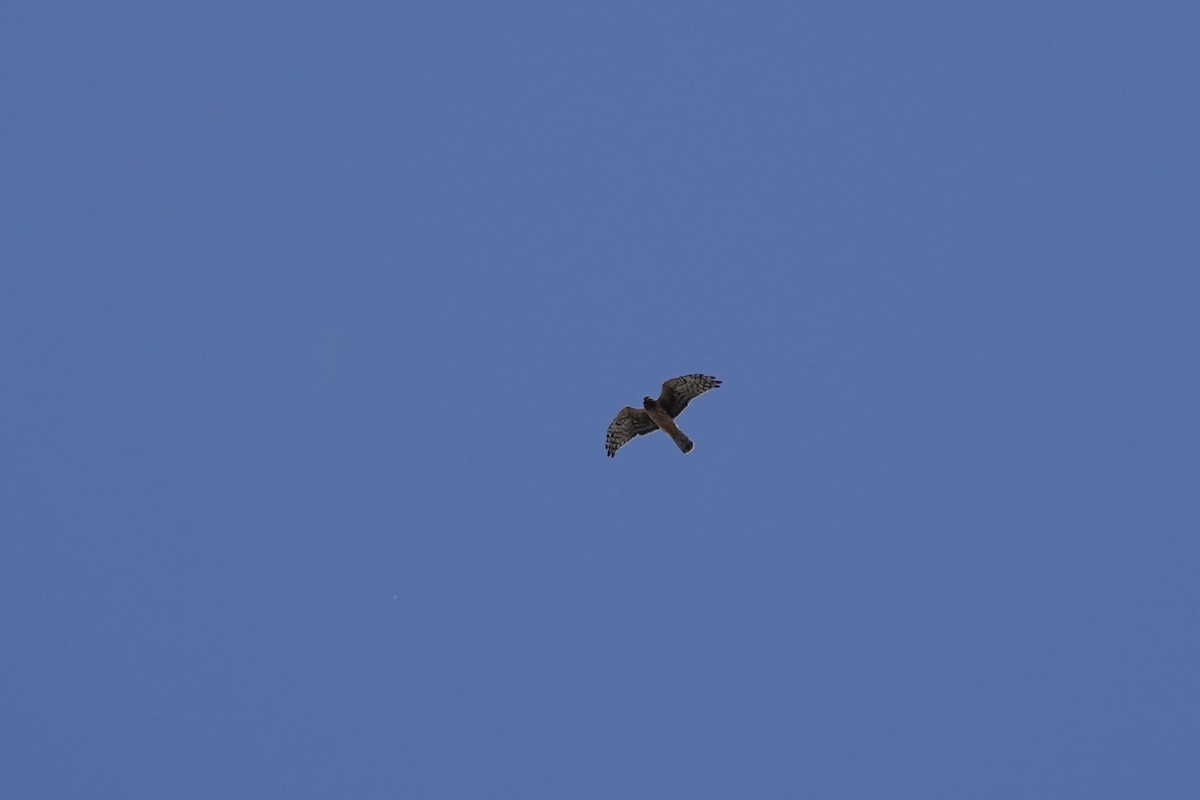 Northern Harrier - ML641882718