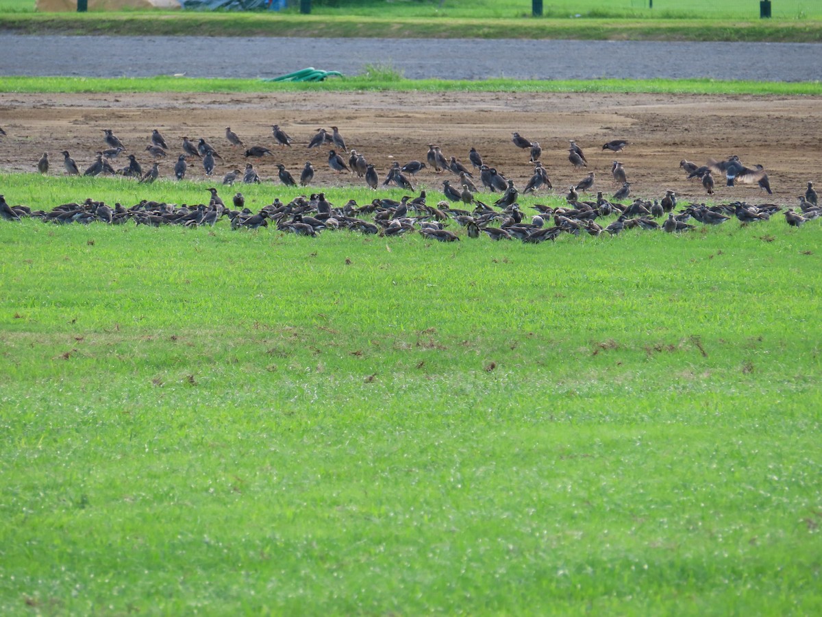 White-cheeked Starling - ML641882723