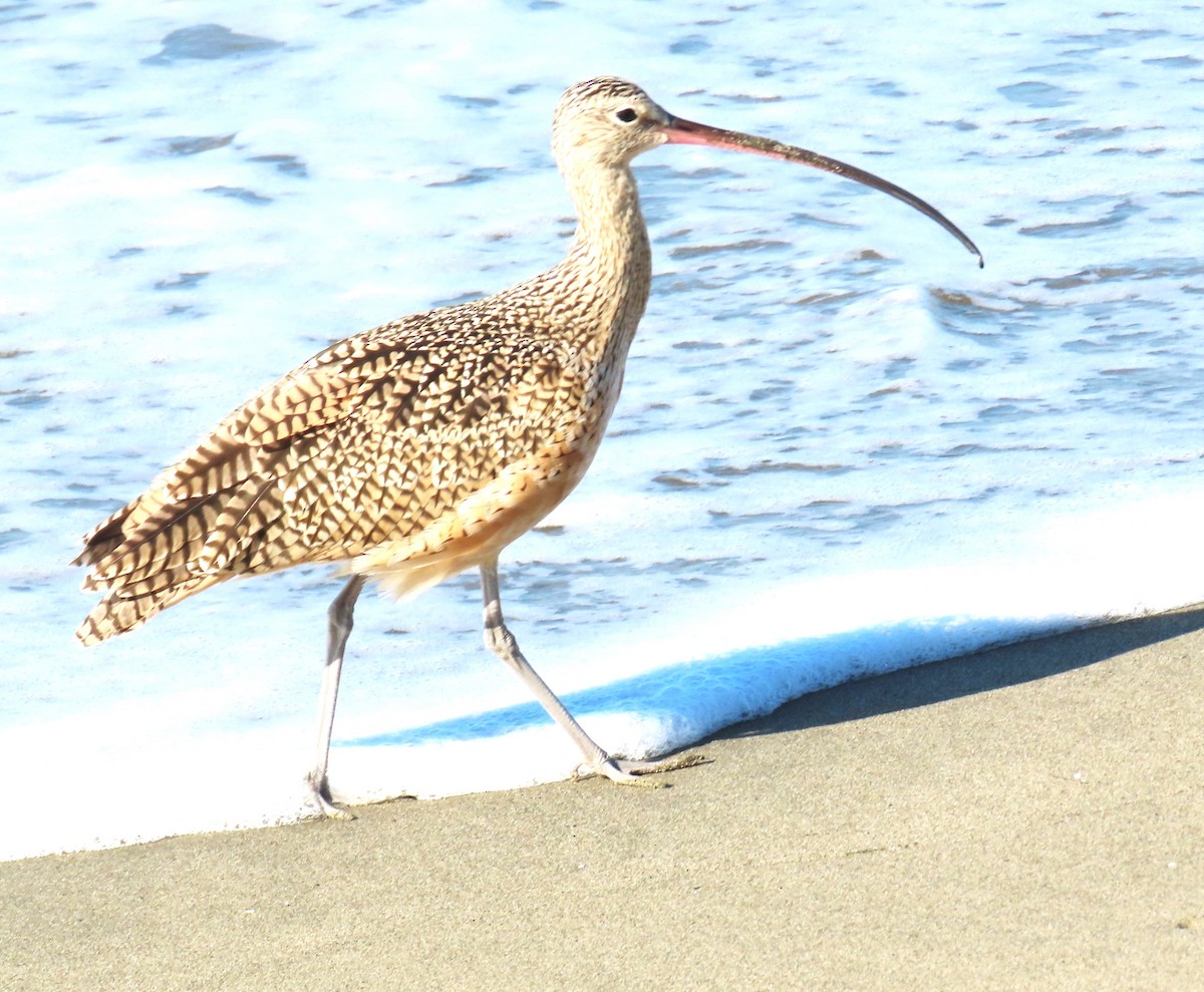 Long-billed Curlew - ML641882727