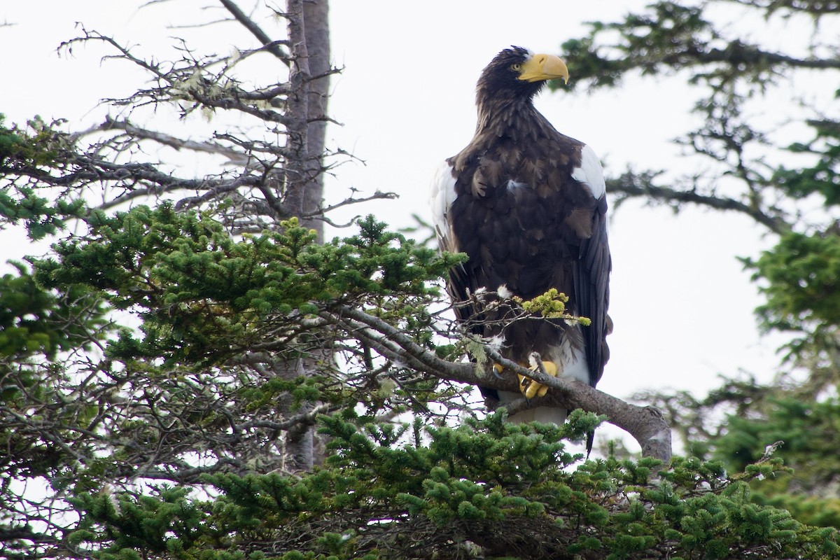 Steller's Sea-Eagle - ML641882729