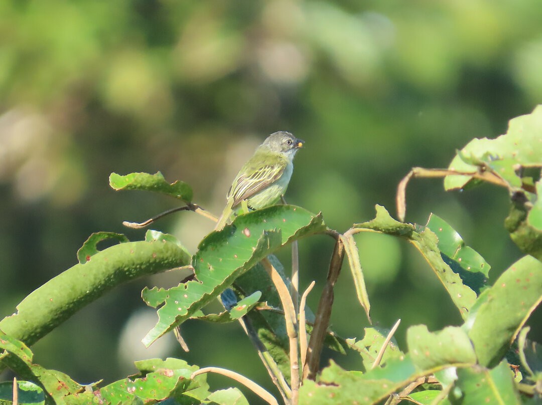 Guianan Tyrannulet - ML641882732