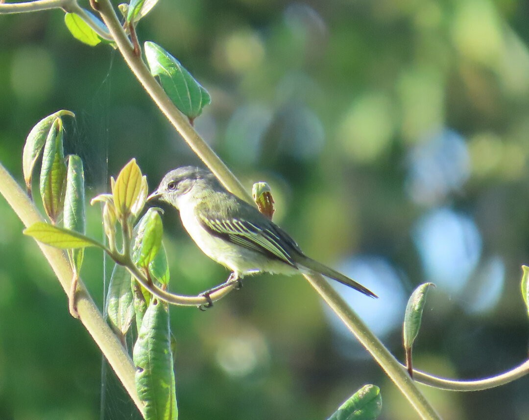 Guianan Tyrannulet - ML641882733