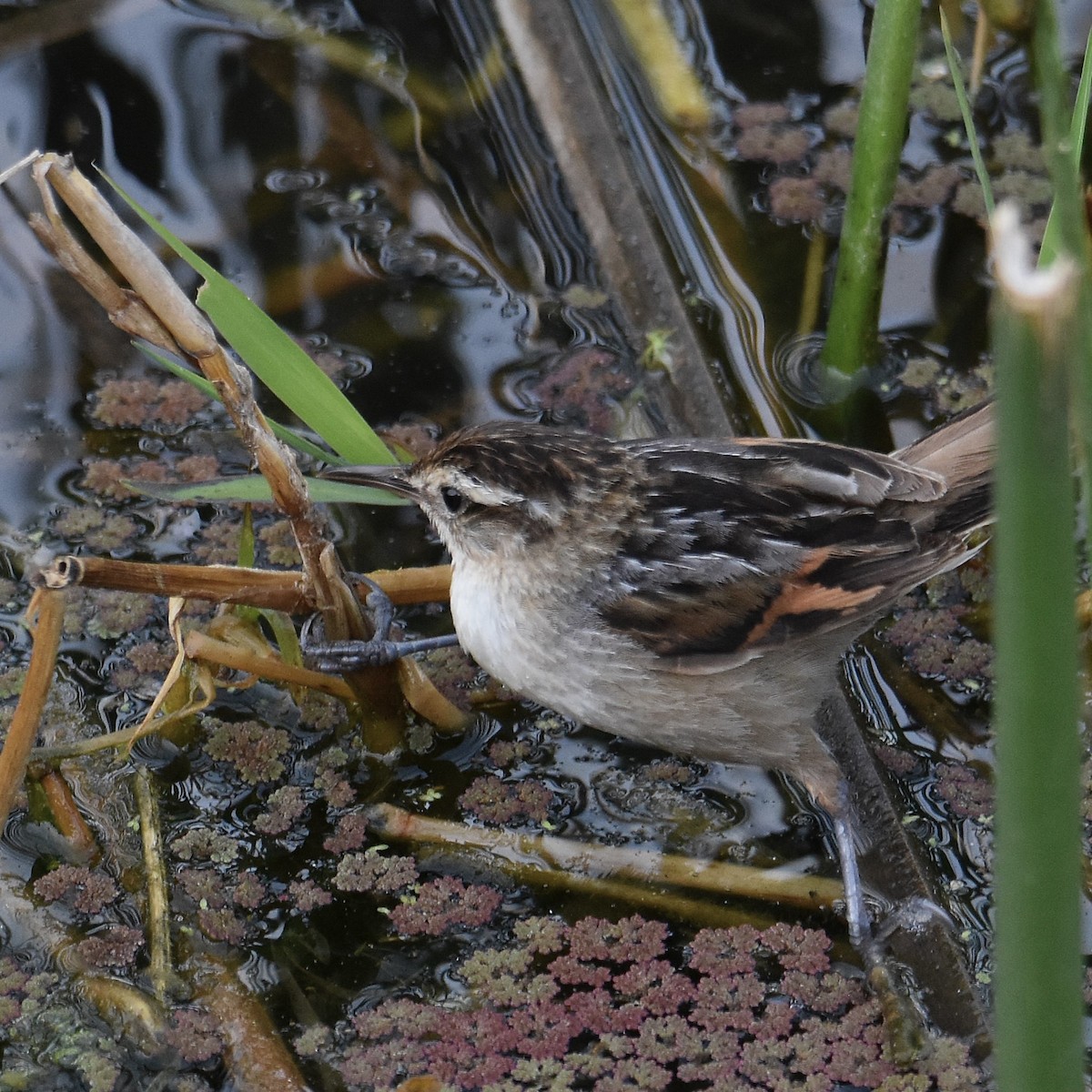 Wren-like Rushbird - ML641882752