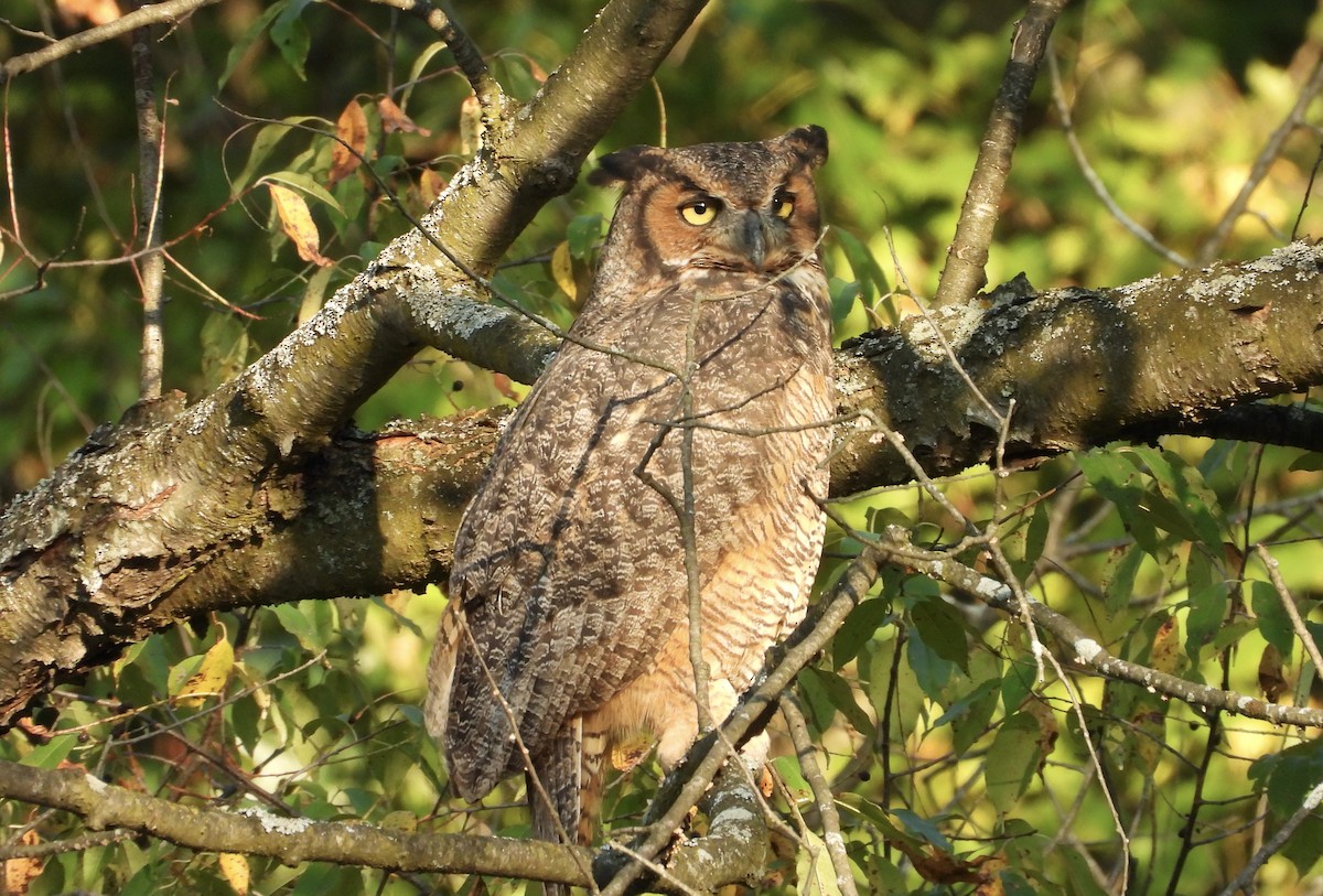 Great Horned Owl - ML641882760