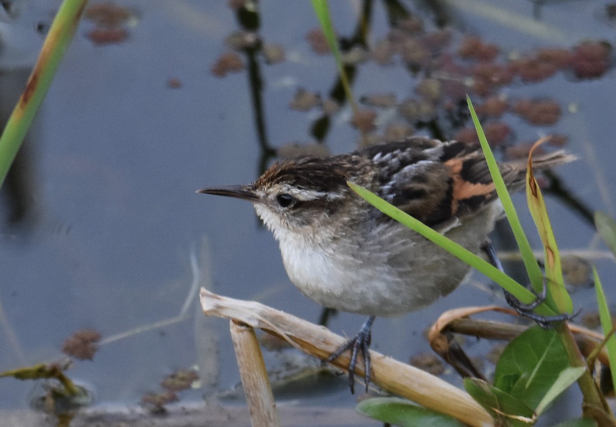 Wren-like Rushbird - ML641882761