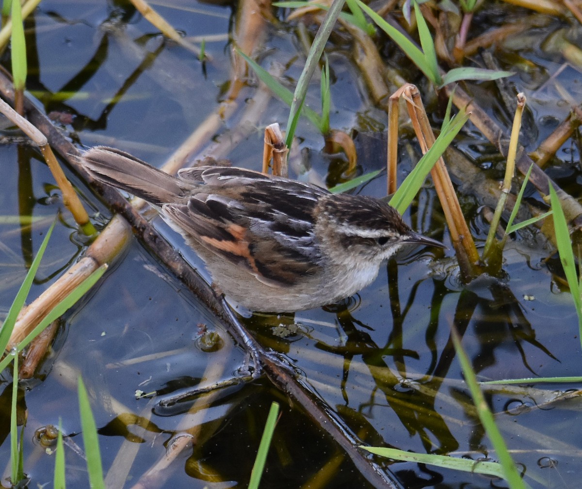 Wren-like Rushbird - ML641882766