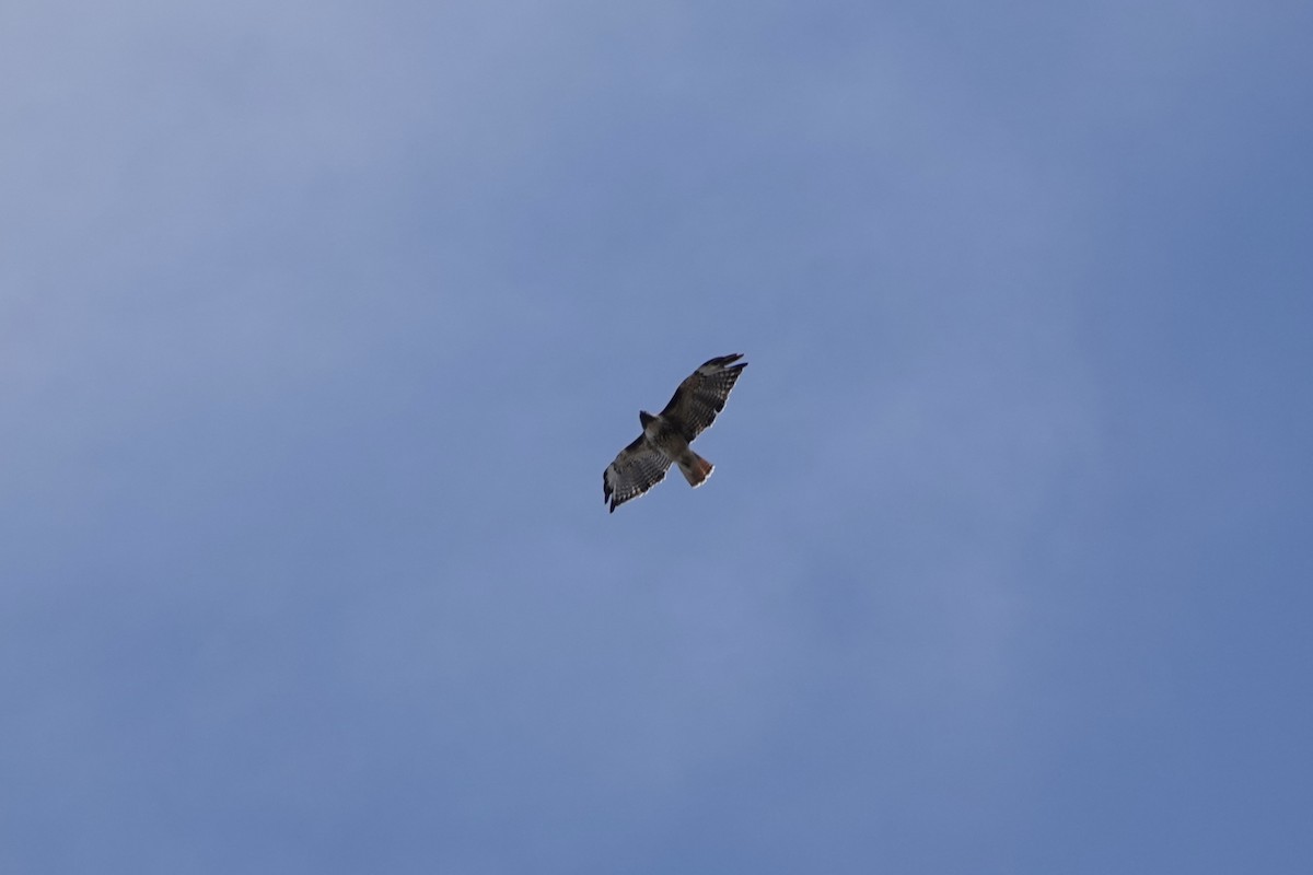 Red-tailed Hawk - ML641882773