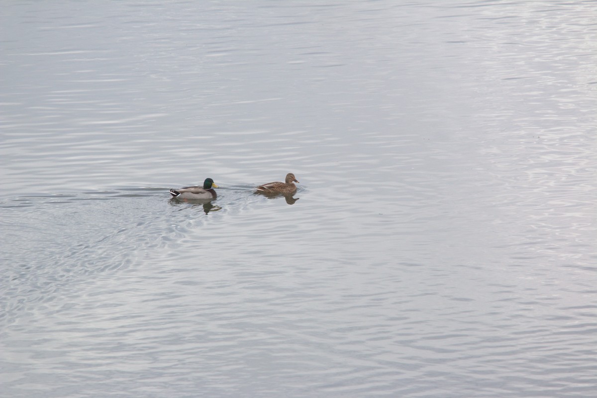 Canard colvert - ML641882805
