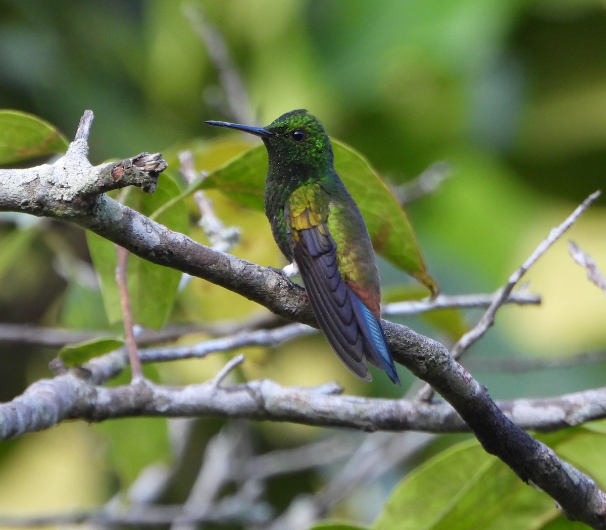 Copper-rumped Hummingbird - ML641882806