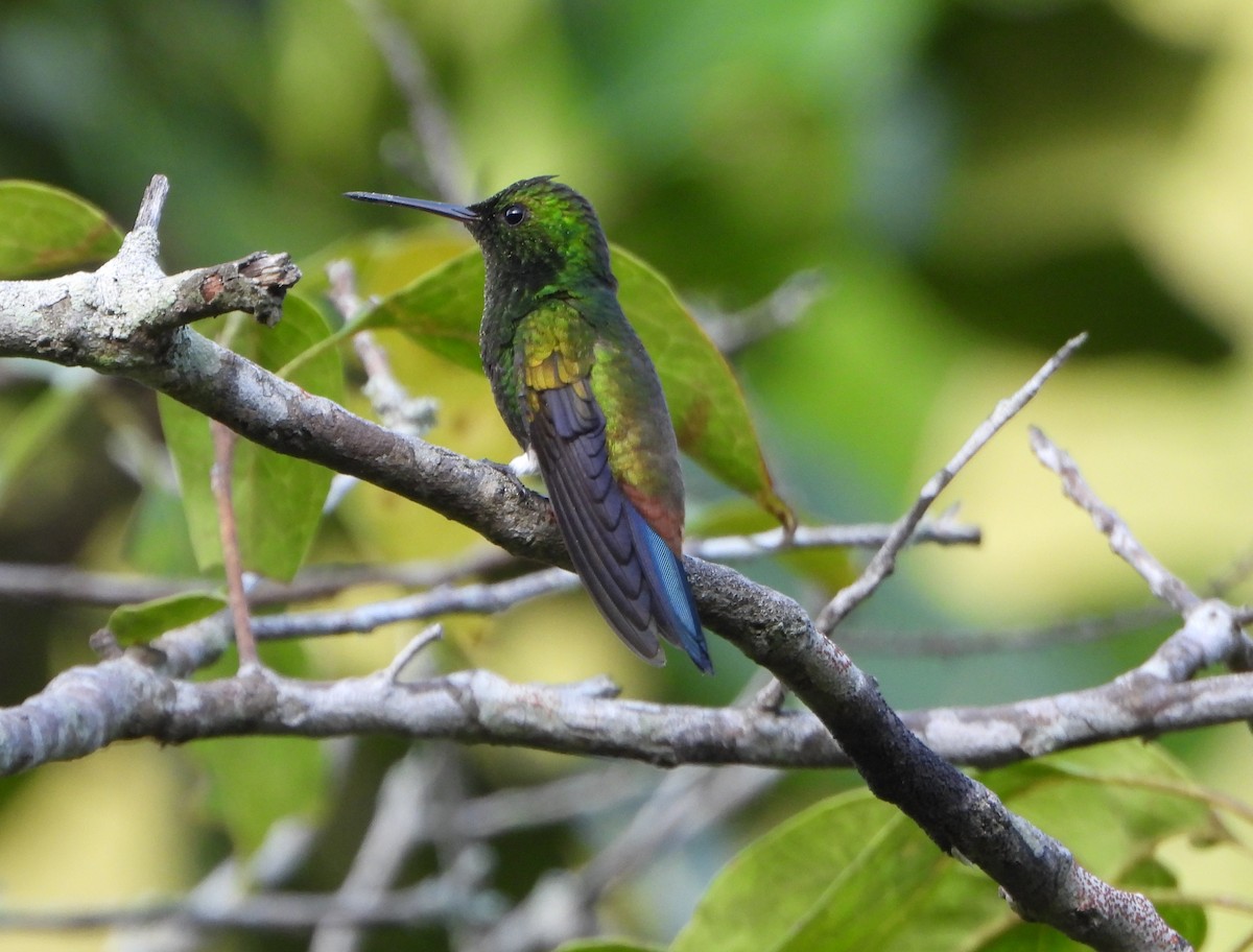 Copper-rumped Hummingbird - ML641882807