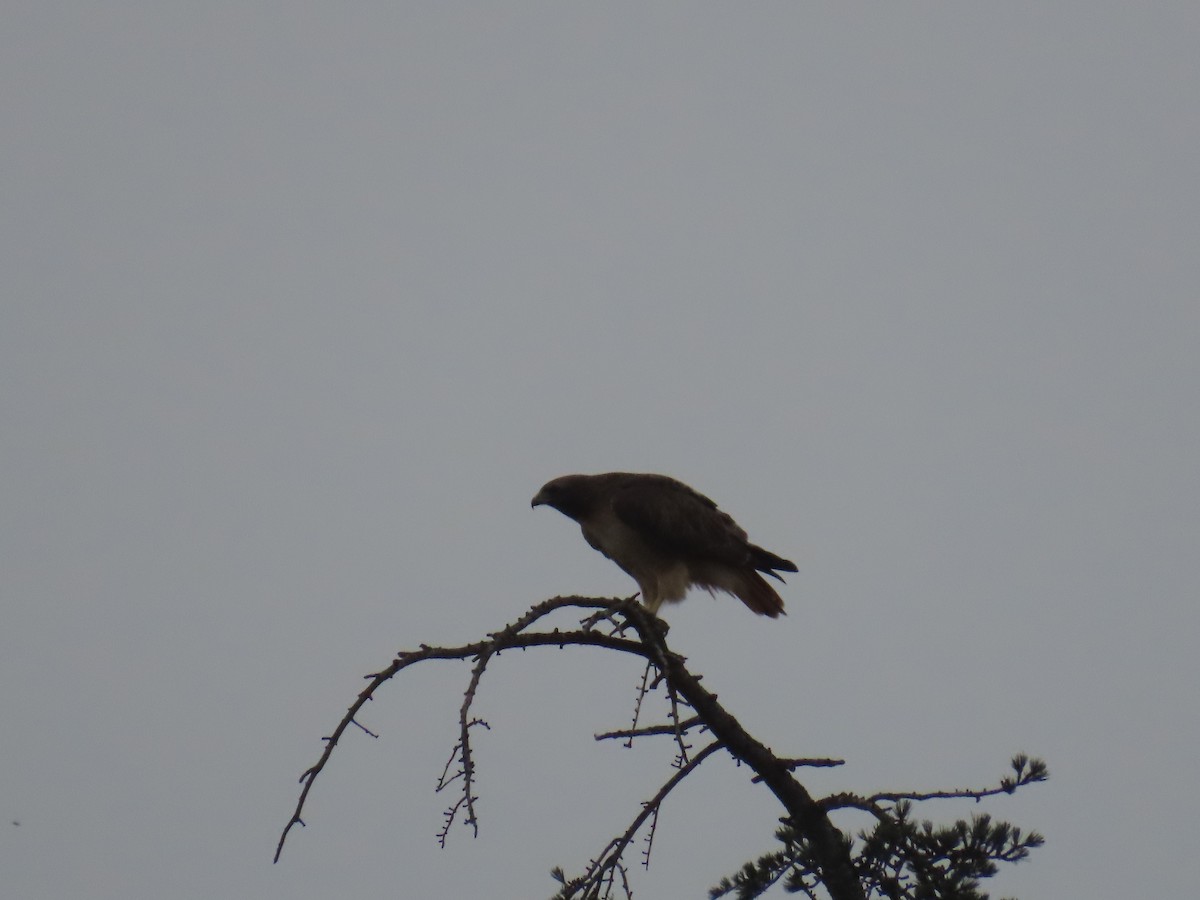 Red-tailed Hawk - ML641882816