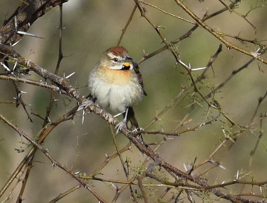 Chotoy Spinetail - ML641882835