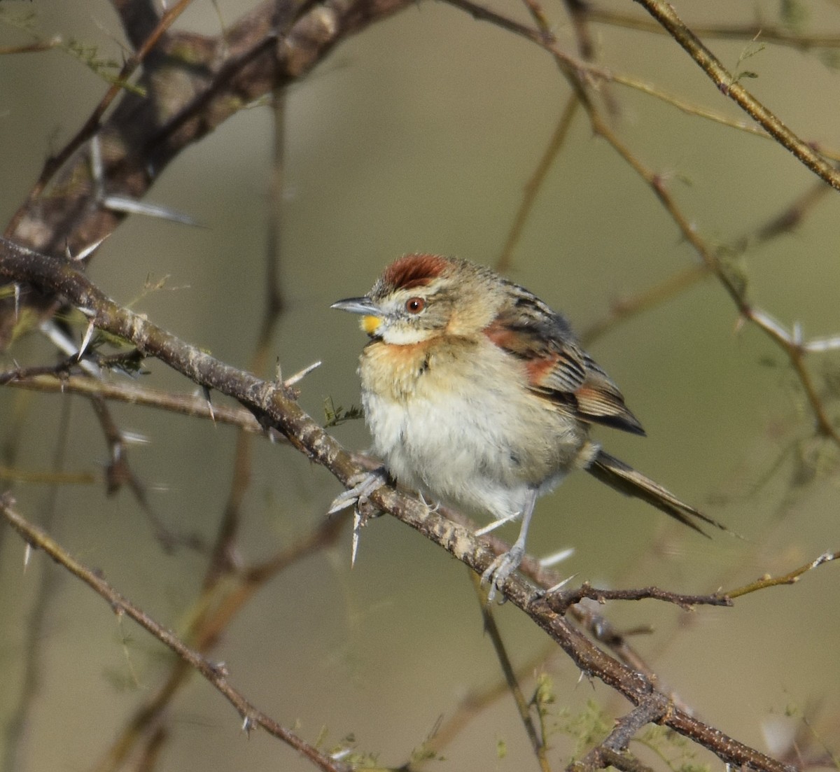 Chotoy Spinetail - ML641882842