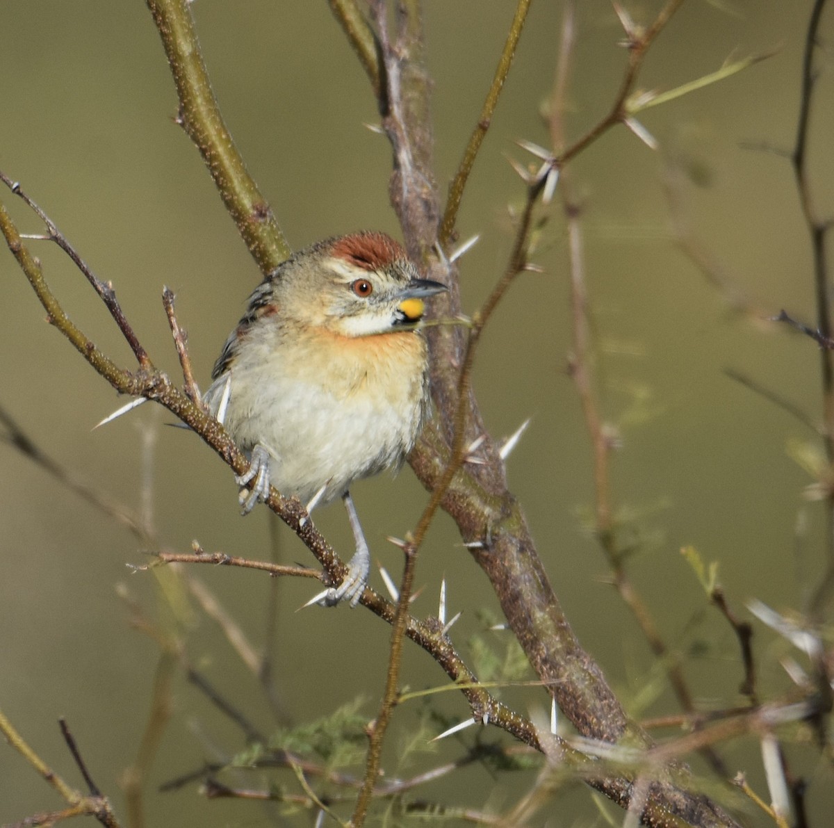 Chotoy Spinetail - ML641882850