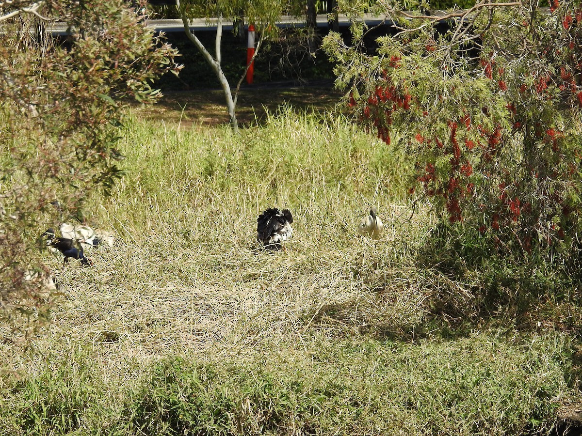 Australasian Swamphen - ML641882859