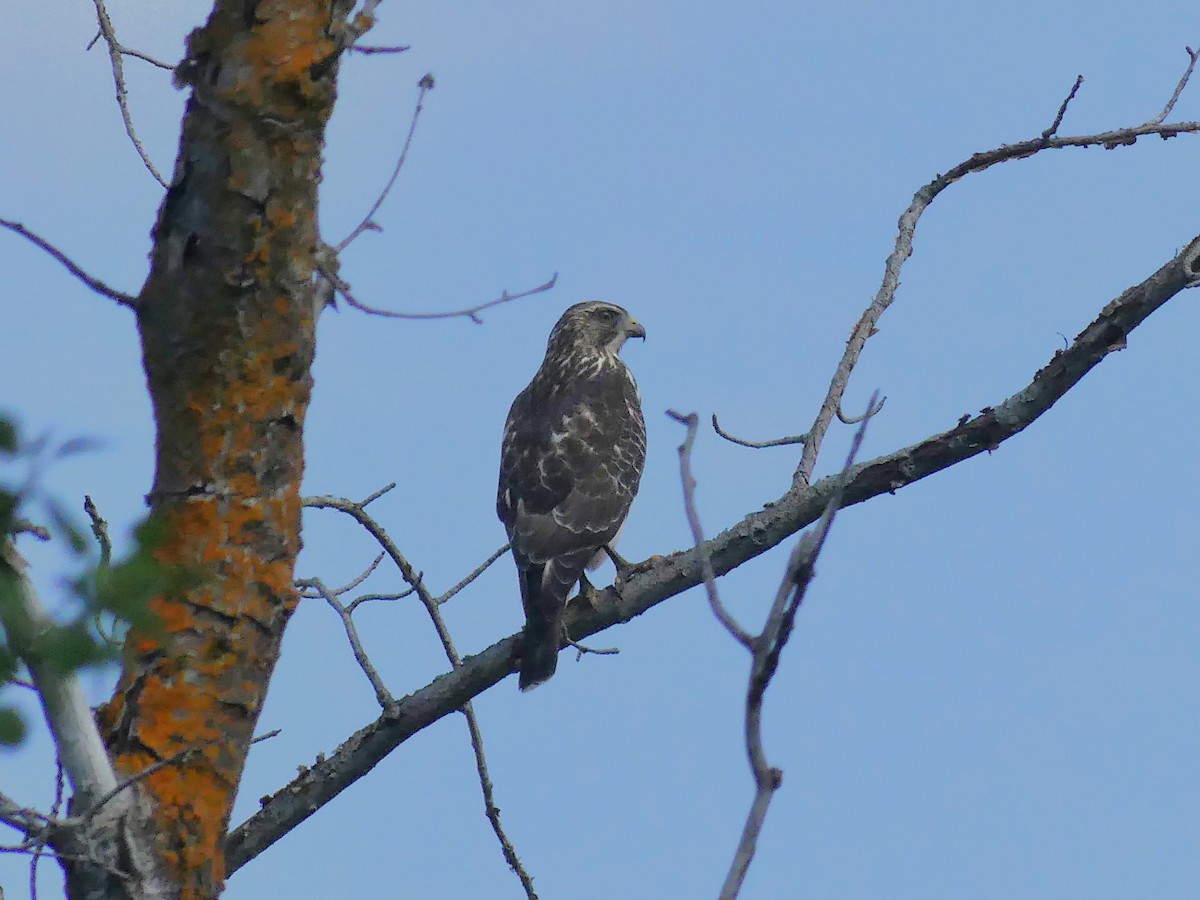 Broad-winged Hawk - ML641882864