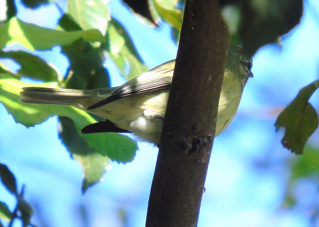 Rough-legged Tyrannulet - ML641882866