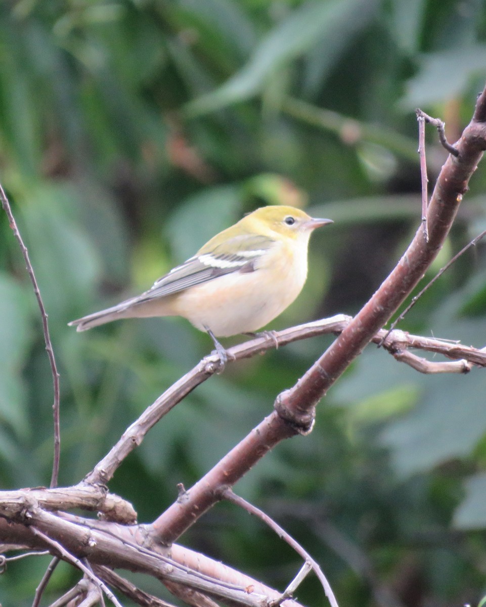 Bay-breasted Warbler - ML641882884