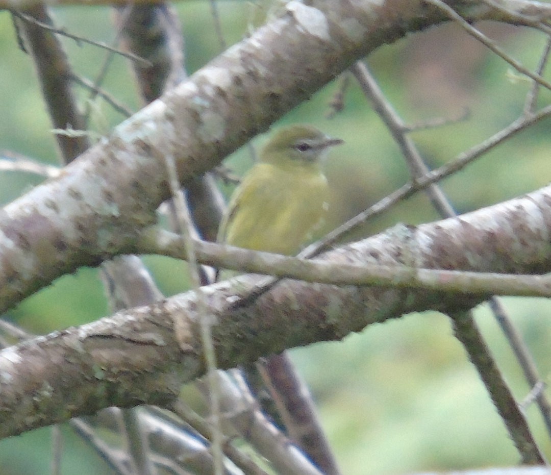 Rough-legged Tyrannulet - ML641882907