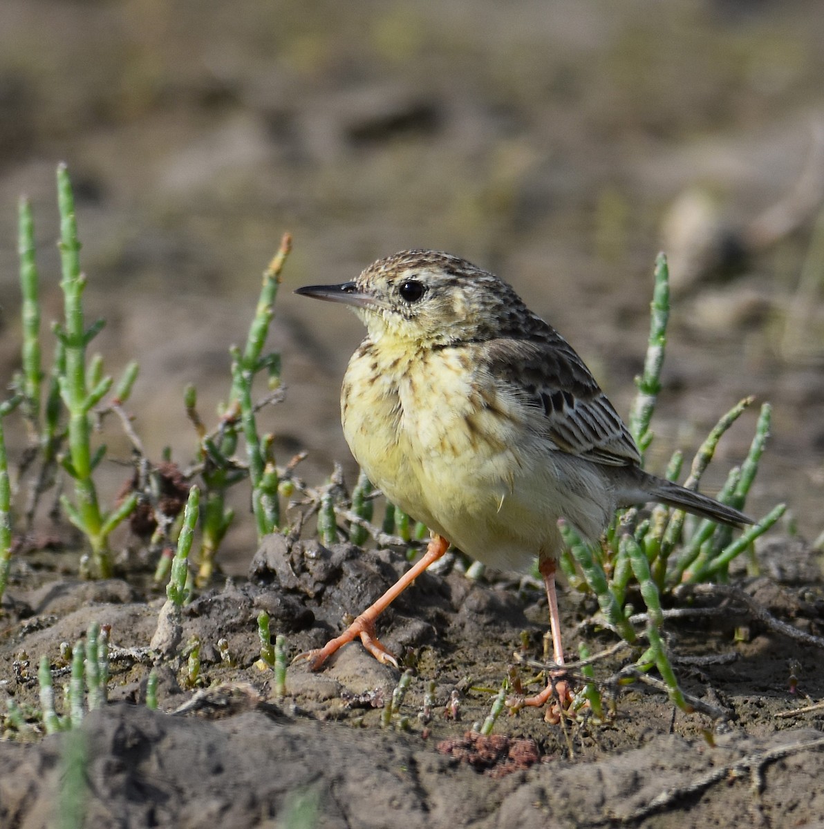 Yellowish Pipit - ML641882933