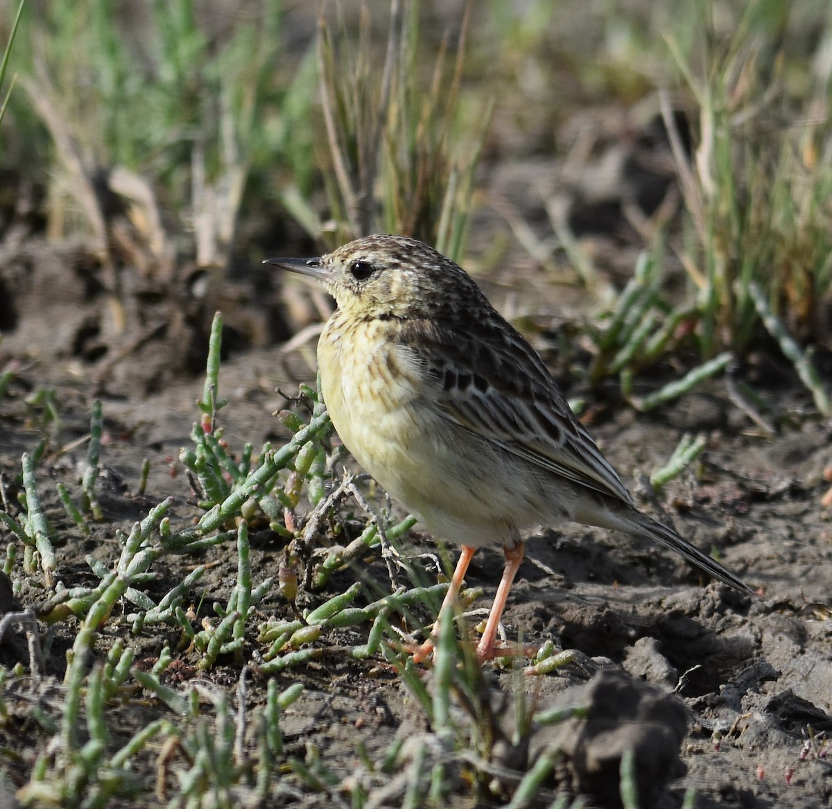 Yellowish Pipit - ML641882941