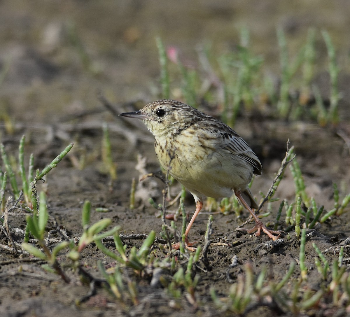 Yellowish Pipit - ML641882952