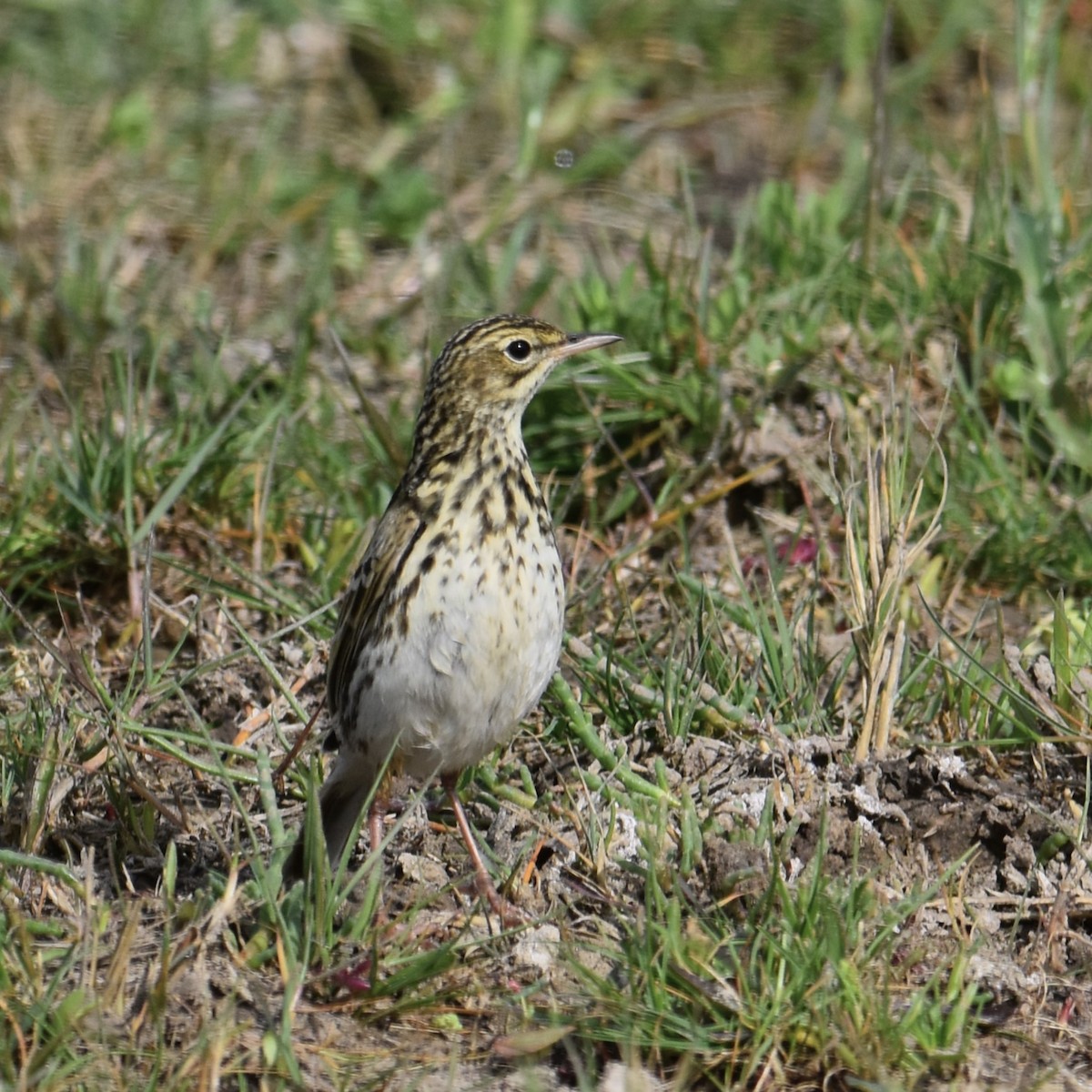 Bisbita Correndera - ML641882957