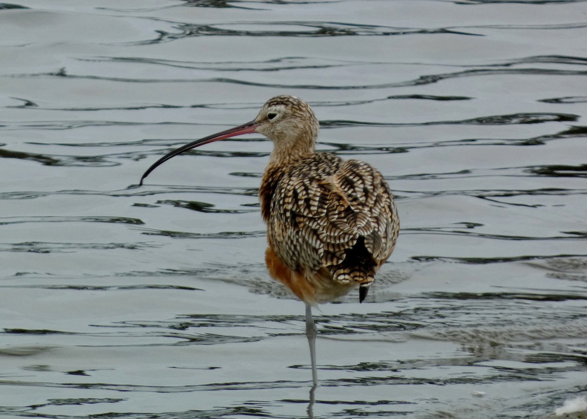 Long-billed Curlew - ML641882970