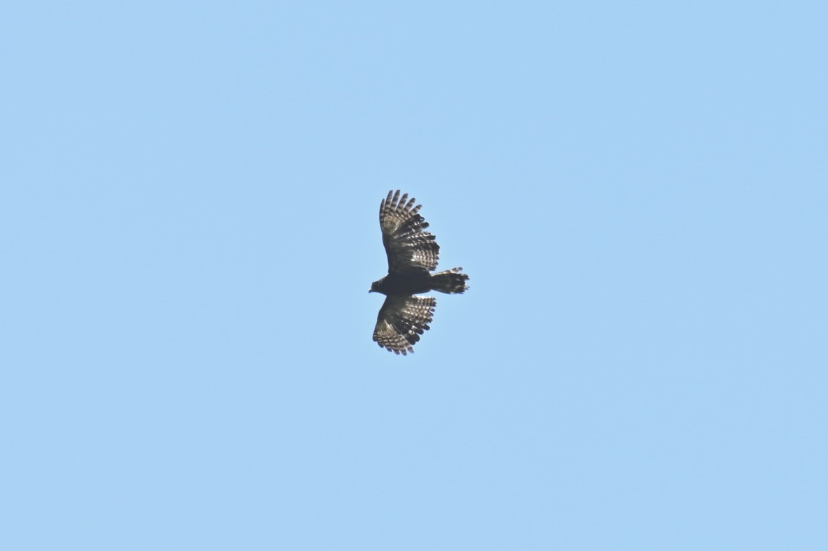 Змієїд чубатий - ML641882982