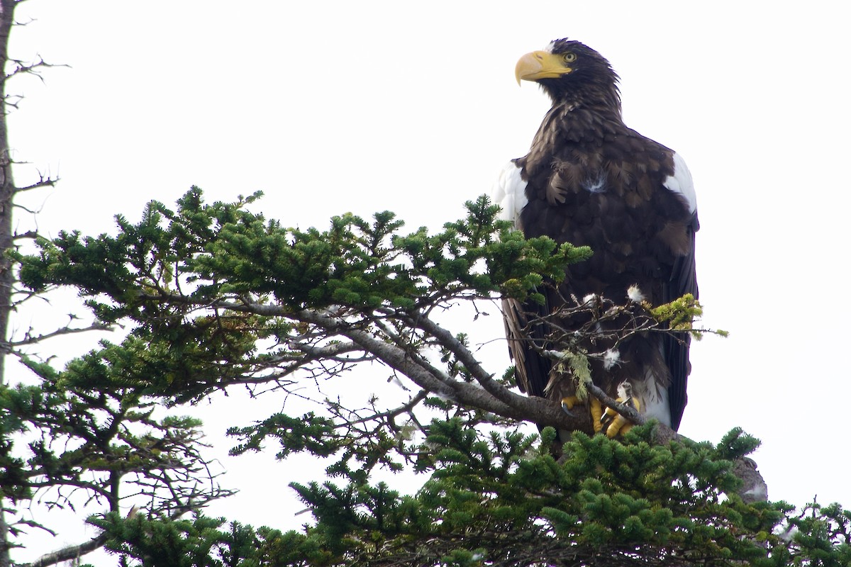 Steller's Sea-Eagle - ML641882999