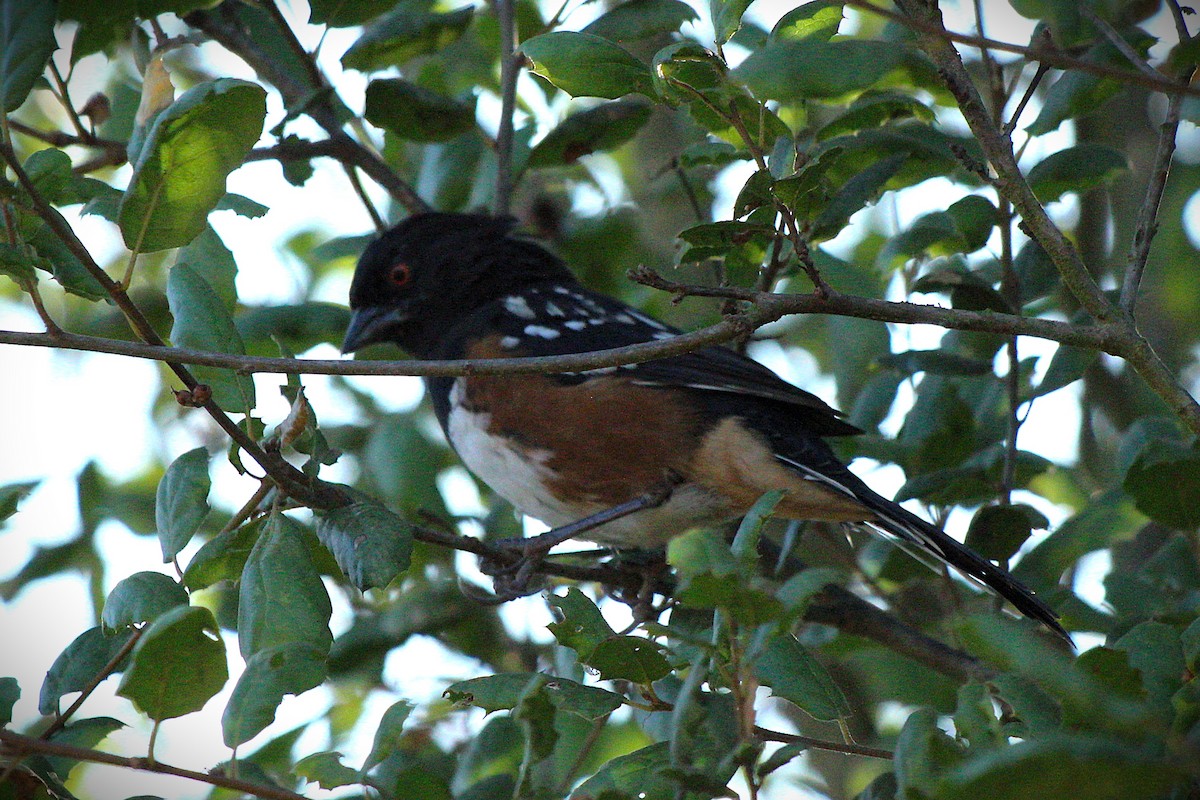 Spotted Towhee - ML641883008