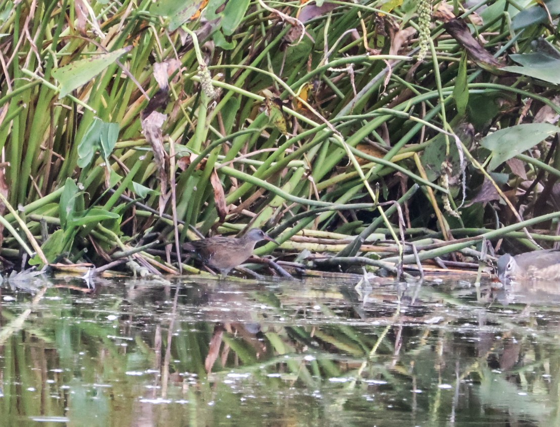 Virginia Rail - ML641883014