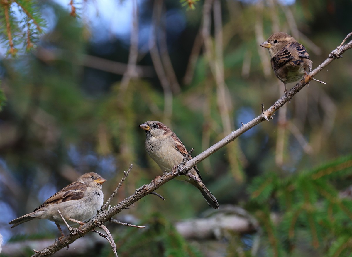 House Sparrow - ML641883031