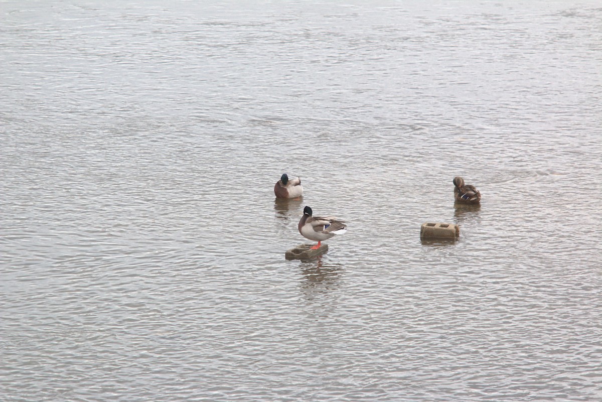 Canard colvert - ML641883077