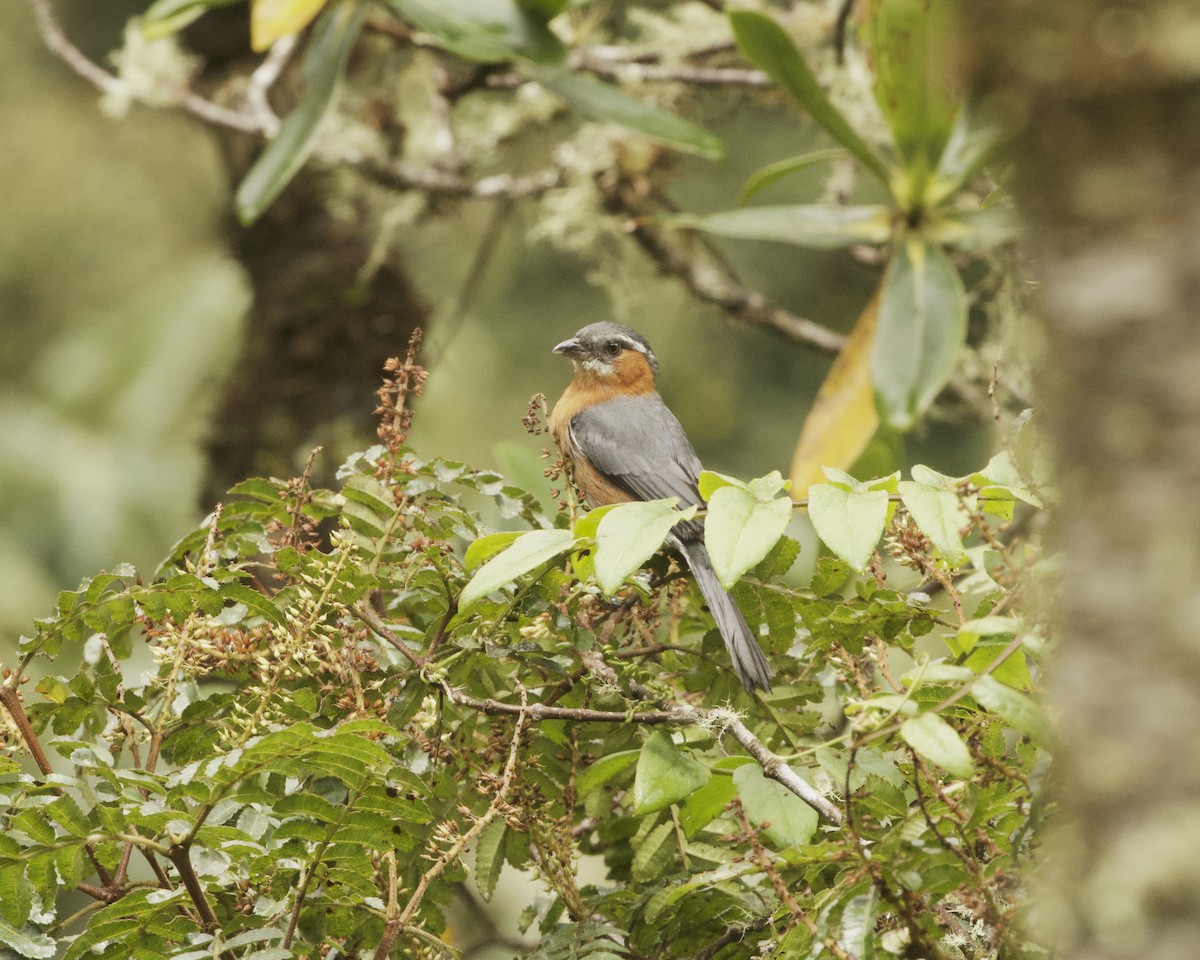 Slaty Tanager - ML641883093