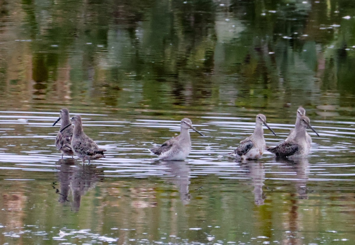 Long-billed Dowitcher - ML641883096