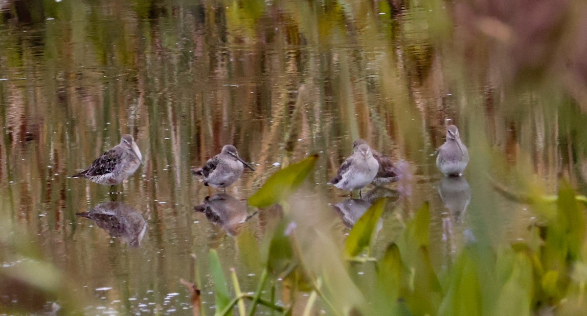 Long-billed Dowitcher - ML641883097