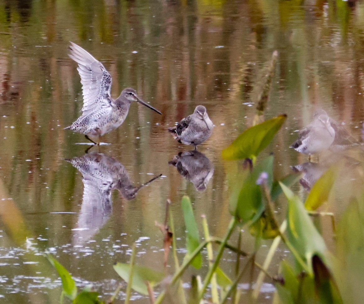 Long-billed Dowitcher - ML641883098