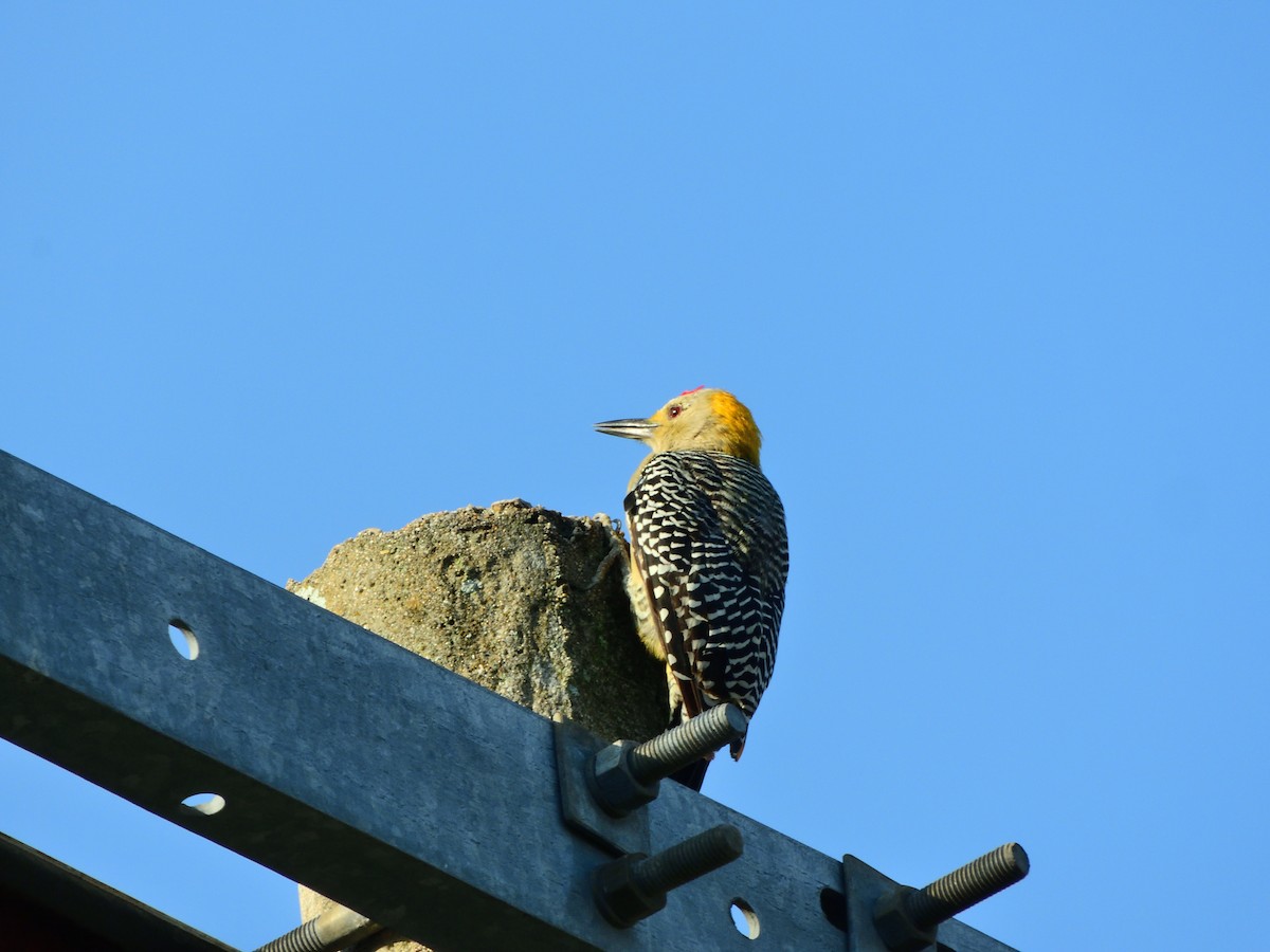 Golden-fronted Woodpecker - ML641883115