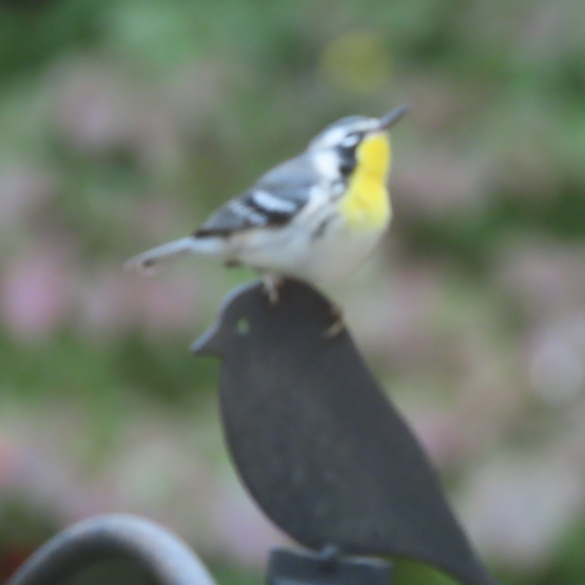 Yellow-throated Warbler - ML641883124
