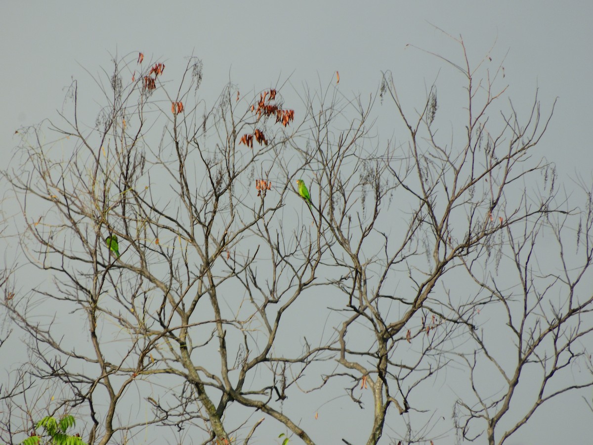 Orange-fronted Parakeet - ML641883125