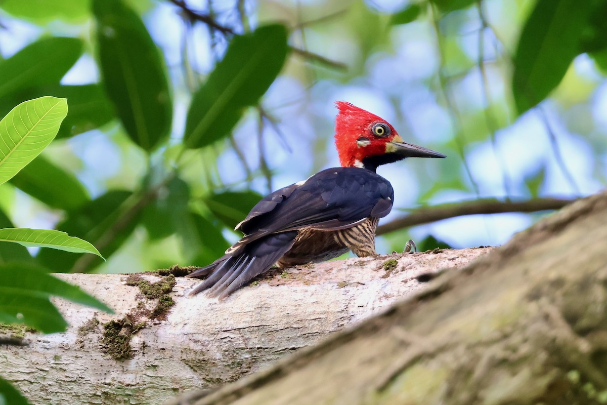 Crimson-crested Woodpecker - ML641883126
