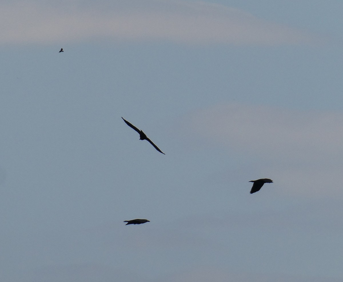 Common Raven - ML641883132