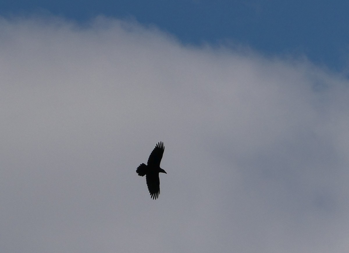 Common Raven - ML641883134