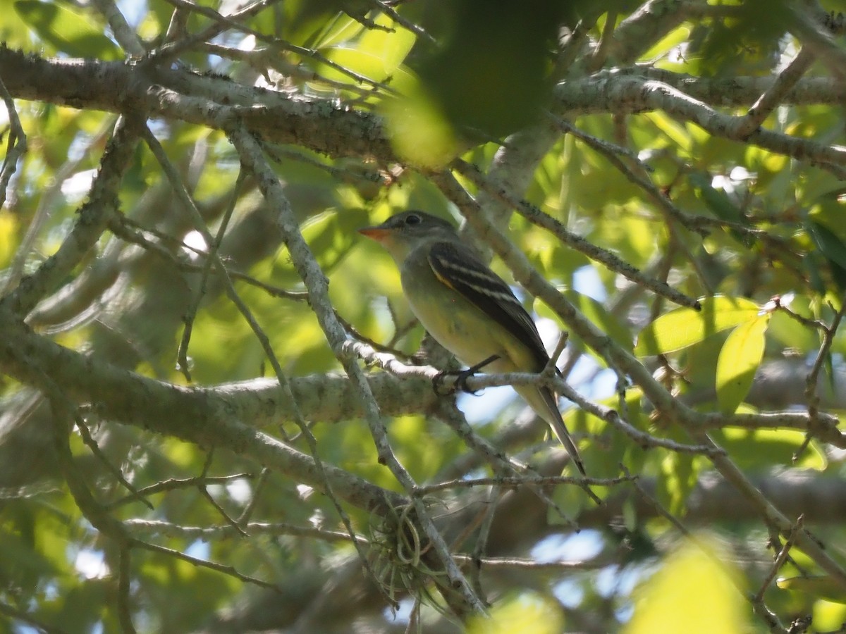Yellow-bellied Flycatcher - ML641883138