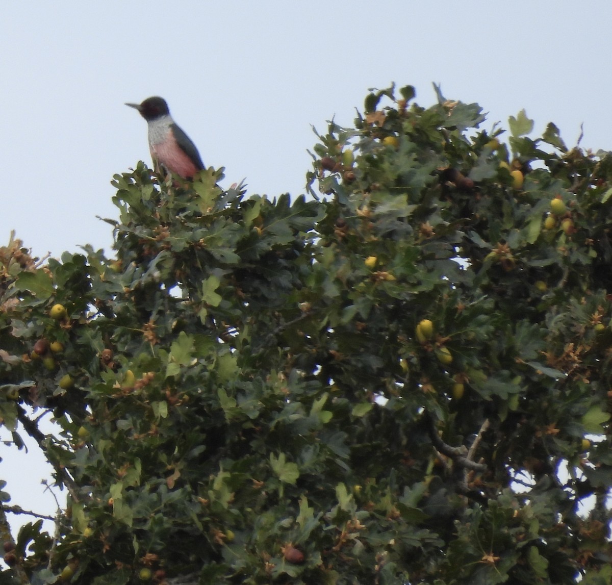Lewis's Woodpecker - ML641883142